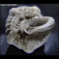 Cirsotrema cochlea 4.jpg